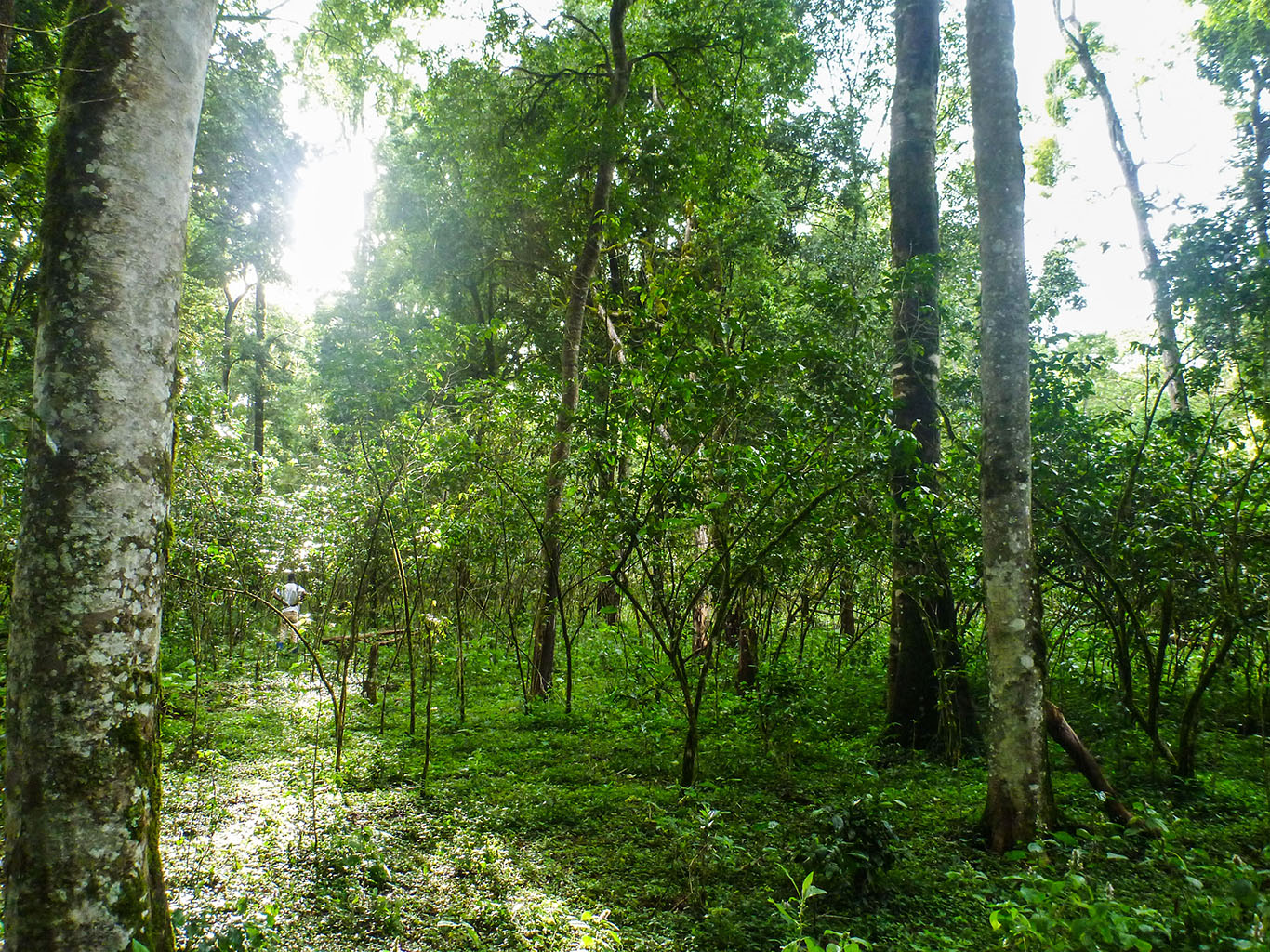 Coffea arabica shrubs grow beneath a canopy of trees at a University of Utah study site in southwest Ethiopia. (Photos: Evan Buechley.)